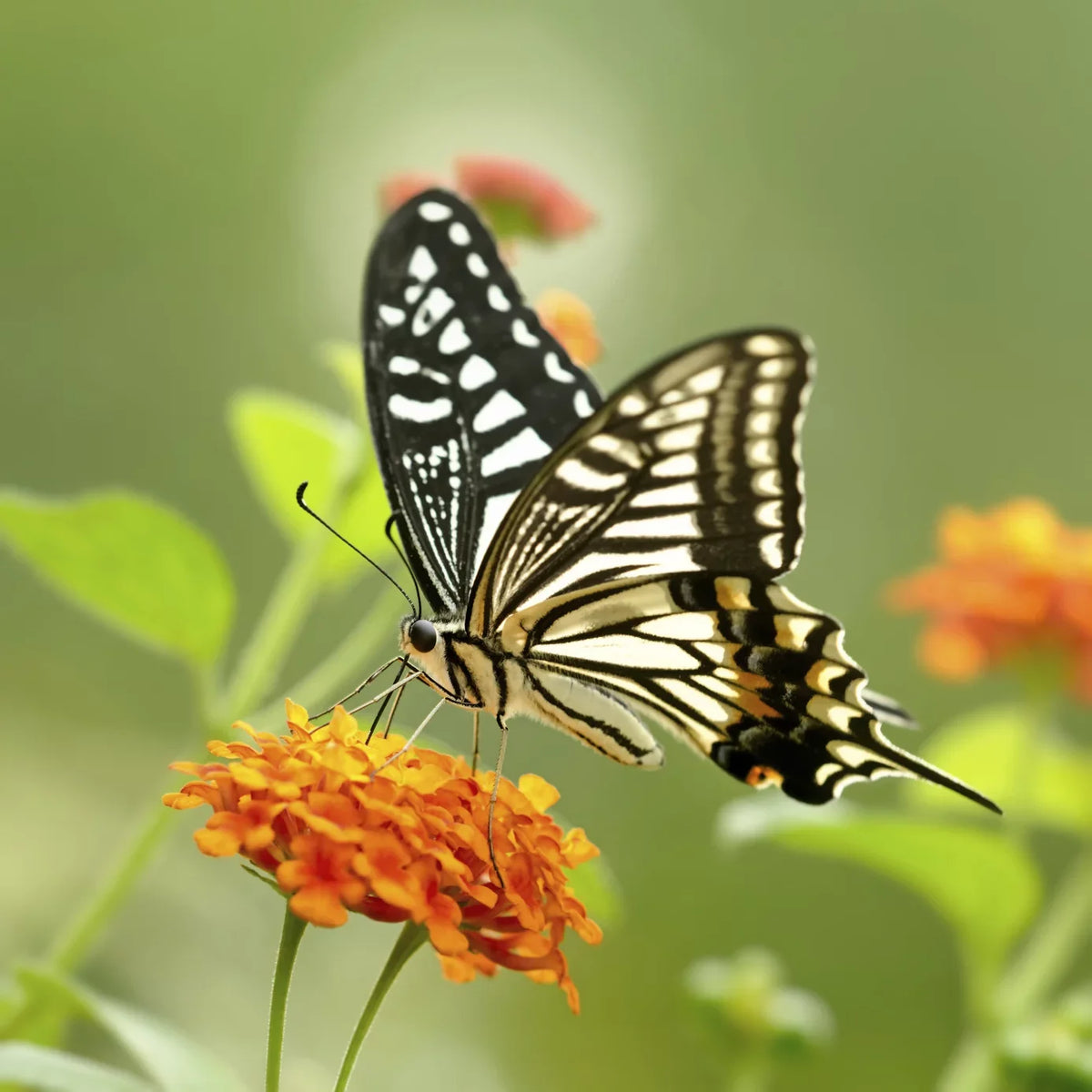 '- 18-200mm f/3.5-6.3 10x 2 - () (67mm)